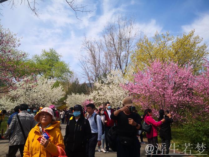 清明假期文旅融合热点:春游赏花观景成消费新亮点 清明假期文旅融合热点:春游赏花观景成消费新亮点